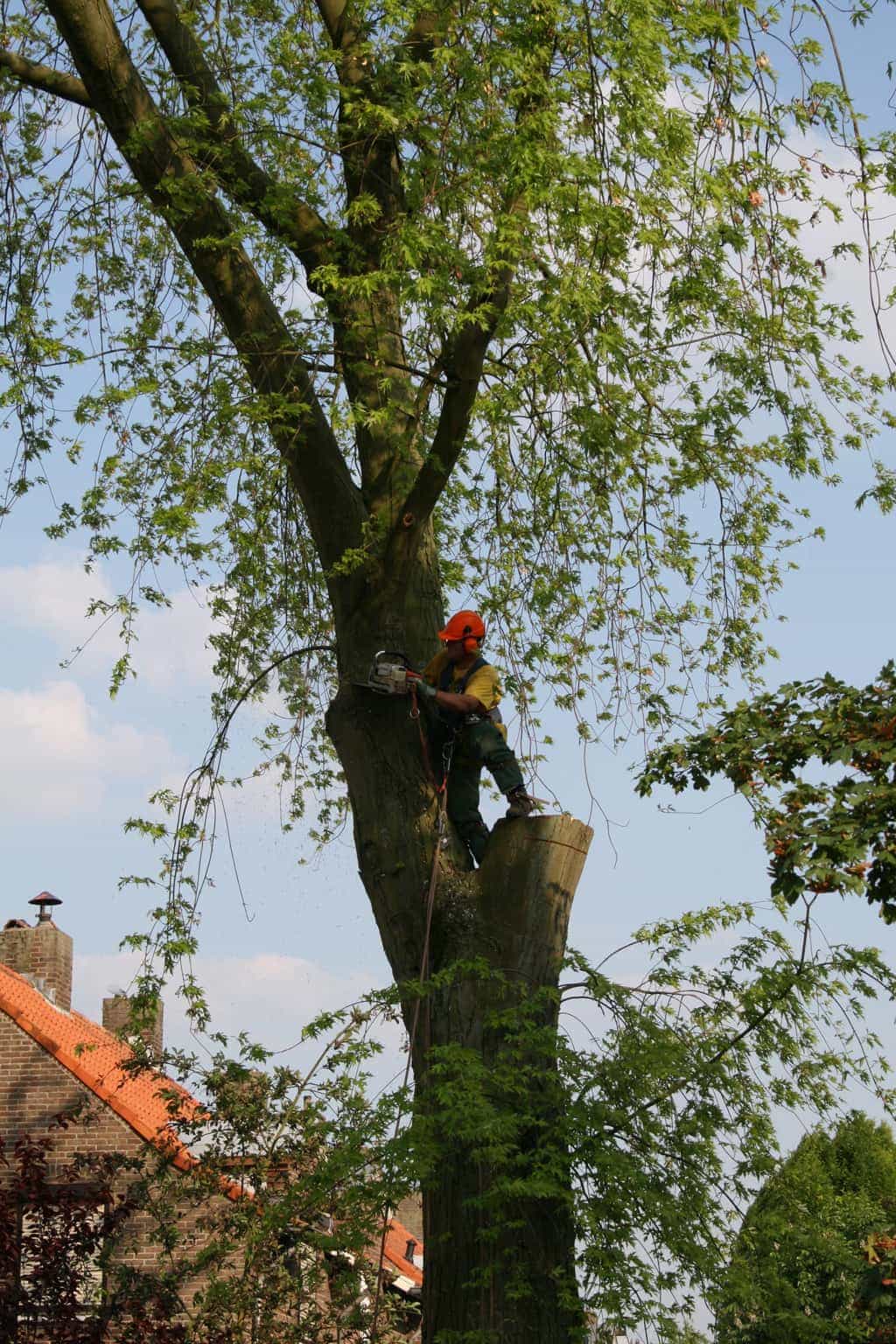 bomen rooien/boom rooien/boom boxtel/IMG_4976.JPG