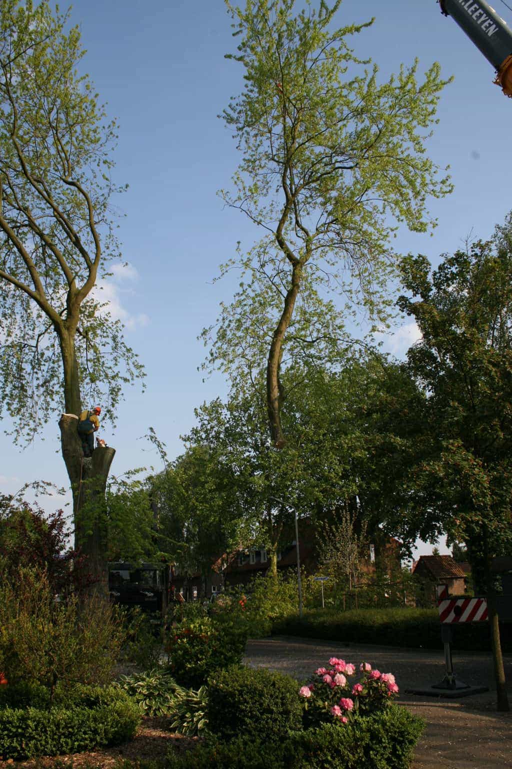bomen rooien/boom rooien/boom boxtel/IMG_4985.JPG