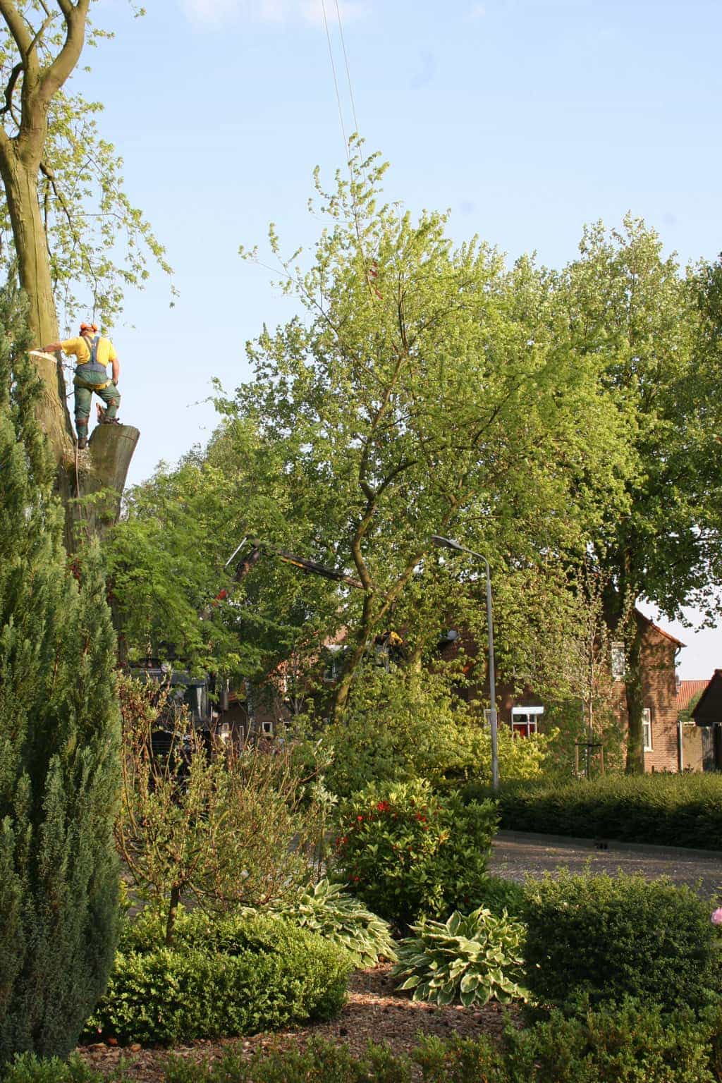 bomen rooien/boom rooien/boom boxtel/IMG_4993.JPG