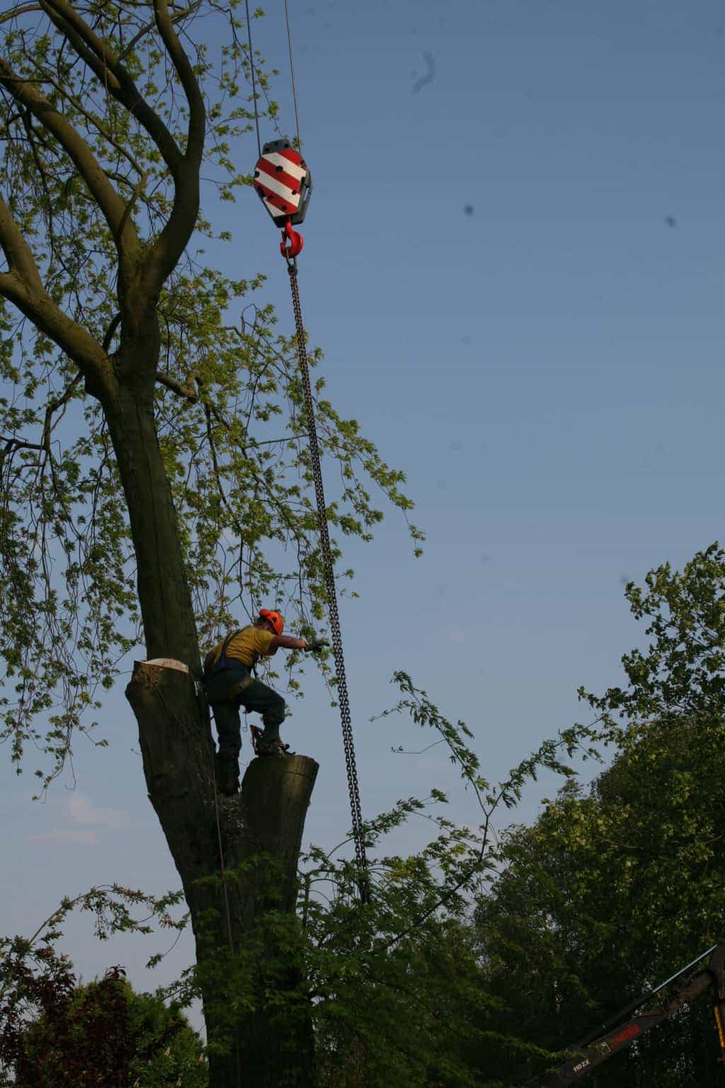 bomen rooien/boom rooien/boom boxtel/IMG_4995.JPG