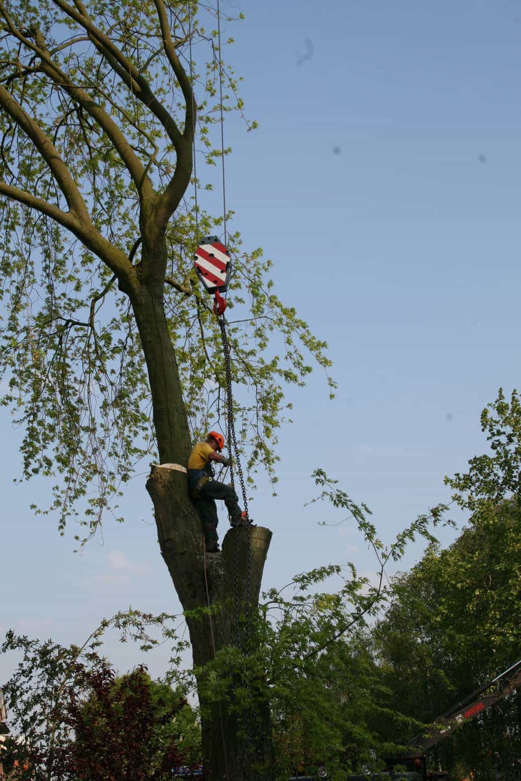 bomen rooien/boom rooien/boom boxtel/IMG_4996.JPG