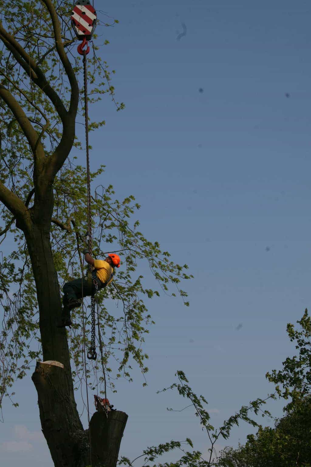bomen rooien/boom rooien/boom boxtel/IMG_5000.JPG