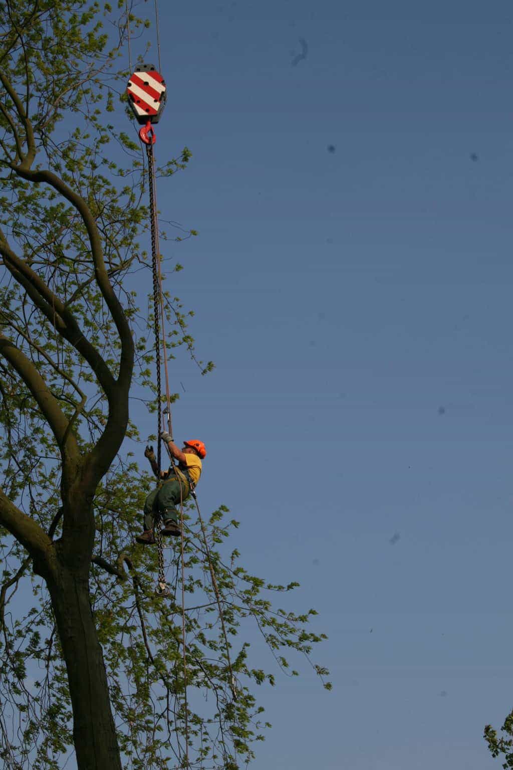 bomen rooien/boom rooien/boom boxtel/IMG_5002.JPG