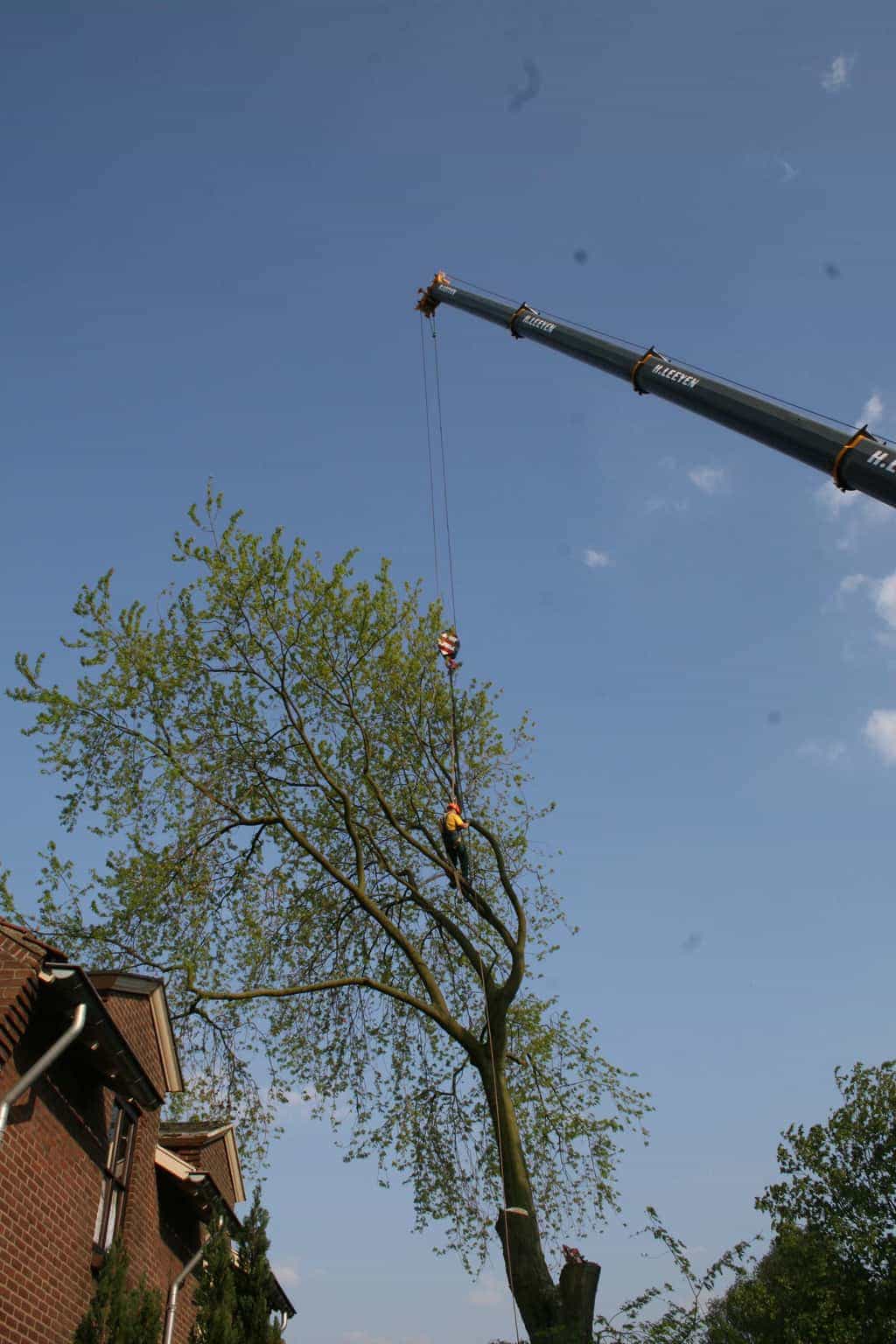 bomen rooien/boom rooien/boom boxtel/IMG_5003.JPG