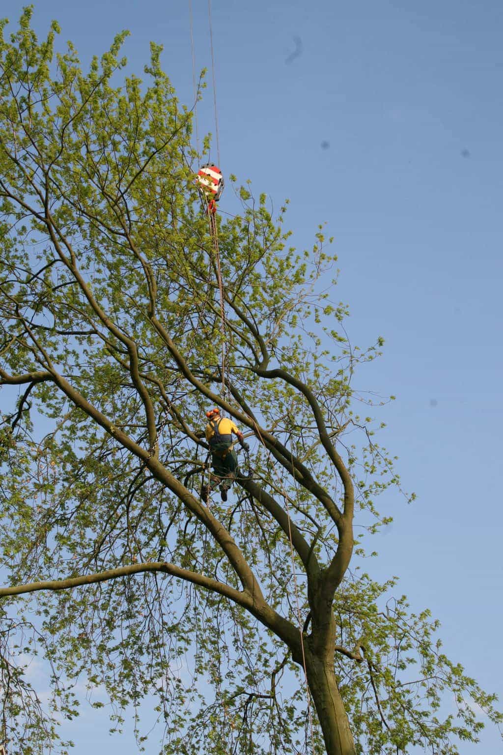 bomen rooien/boom rooien/boom boxtel/IMG_5005.JPG