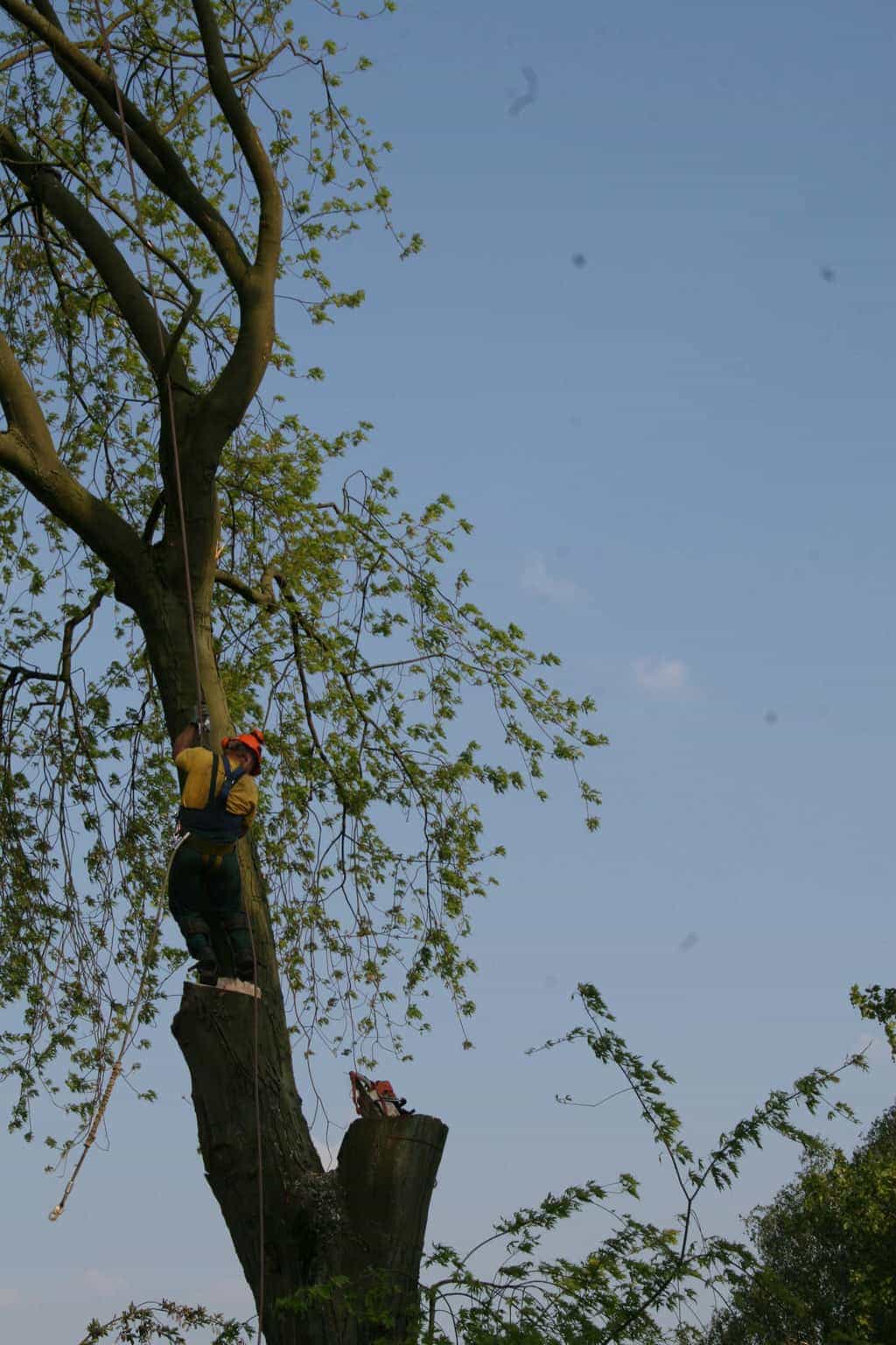 bomen rooien/boom rooien/boom boxtel/IMG_5013.JPG