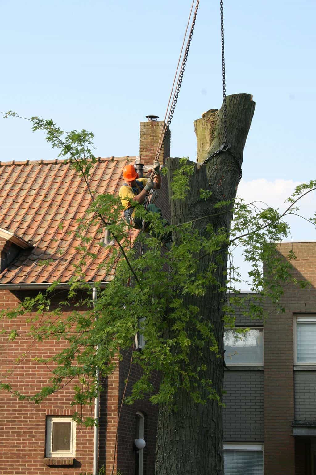 bomen rooien/boom rooien/boom boxtel/IMG_5056.JPG