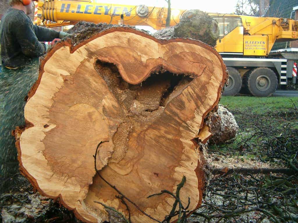 bomen rooien/boom rooien/boom rooien 2/afzagen van zieke bomen in veldhoven