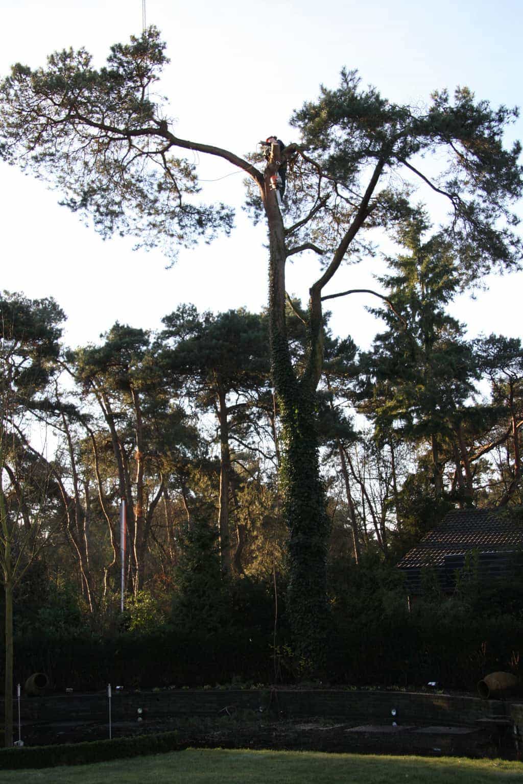 bomen rooien/boom rooien/hoekstra/Afbeelding 009