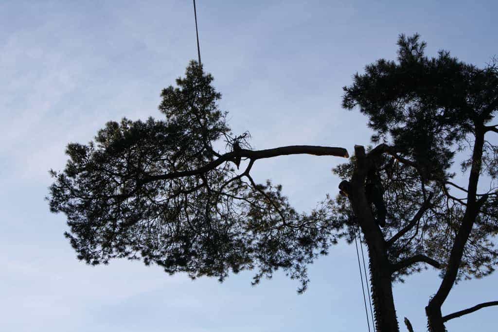 bomen rooien/boom rooien/hoekstra/Afbeelding 011