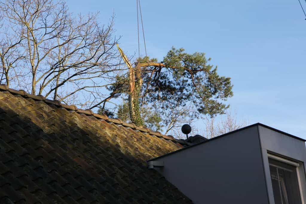 bomen rooien/boom rooien/hoekstra/Afbeelding 044