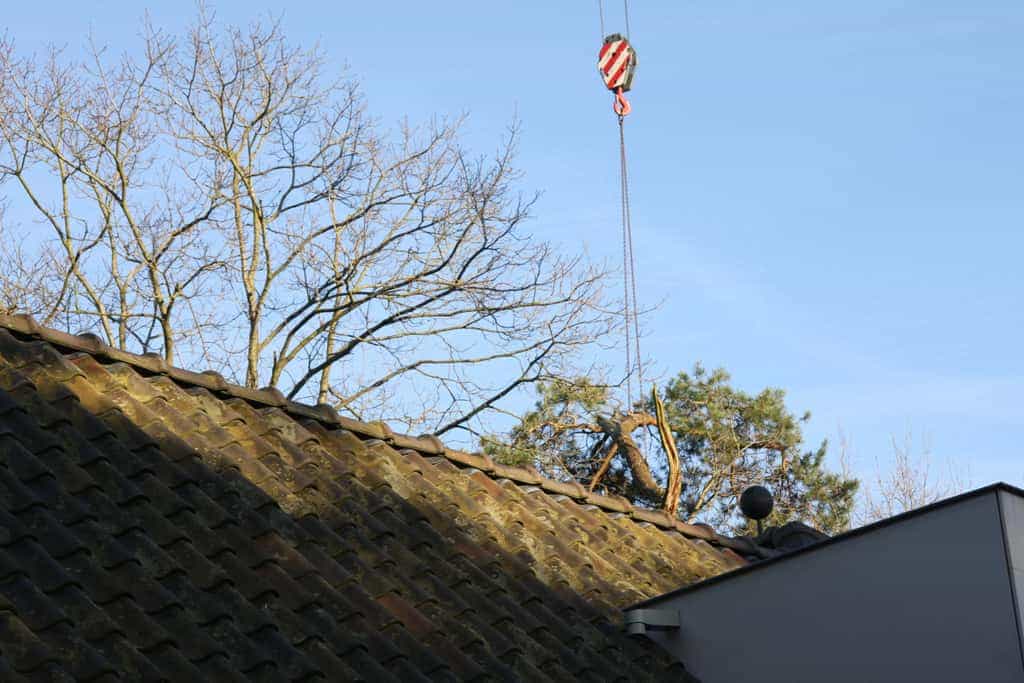 bomen rooien/boom rooien/hoekstra/Afbeelding 045
