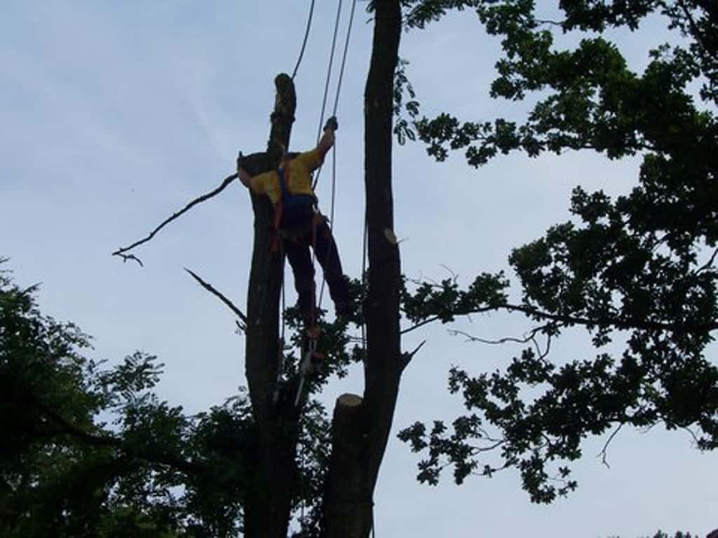 bomen rooien/boom rooien/limburg/000_0030.JPG