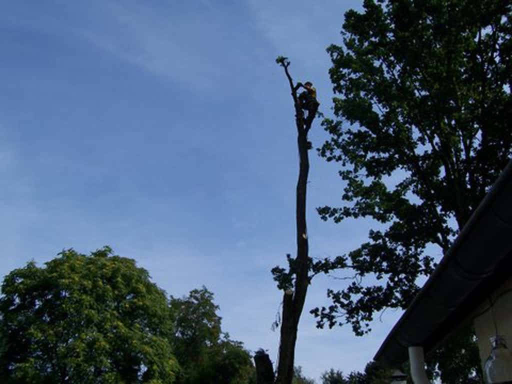 bomen rooien/boom rooien/limburg/000_0034.JPG