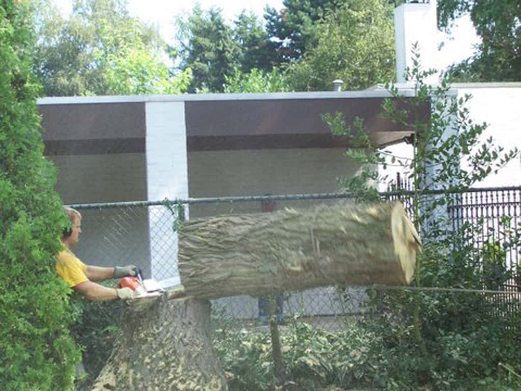 bomen rooien/boom rooien/limburg/100_1571.JPG