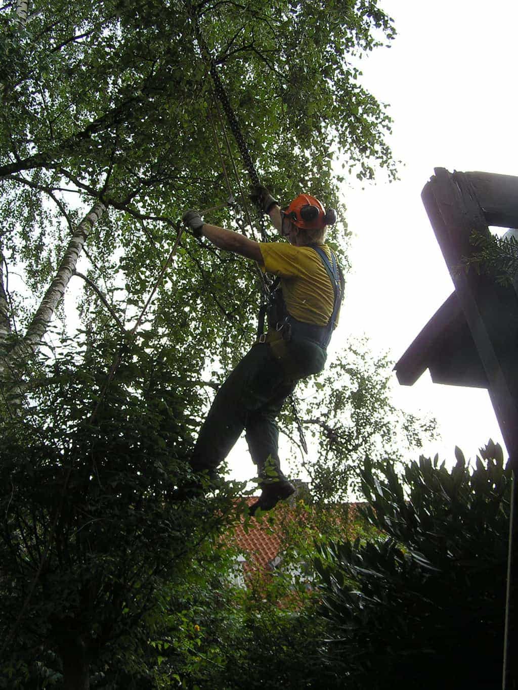 bomen rooien/boom rooien/rooien van bomen kappen van bomen witte abeel beukenboom treurwilg rooienv an wilgenbomen