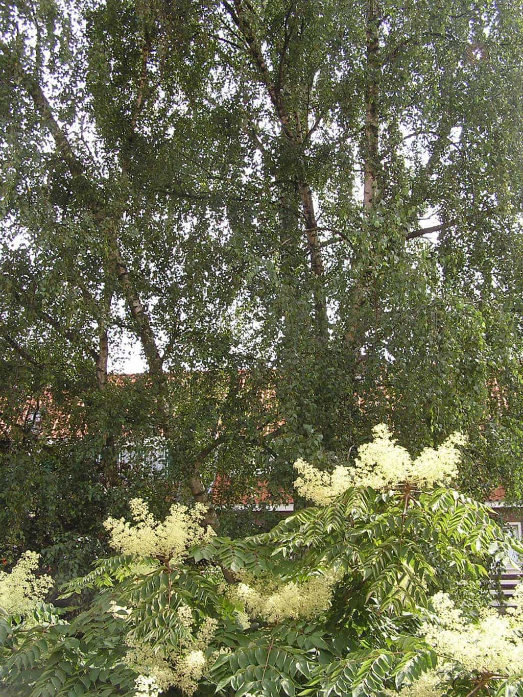 bomen rooien/eindhoven/P4250132.JPG