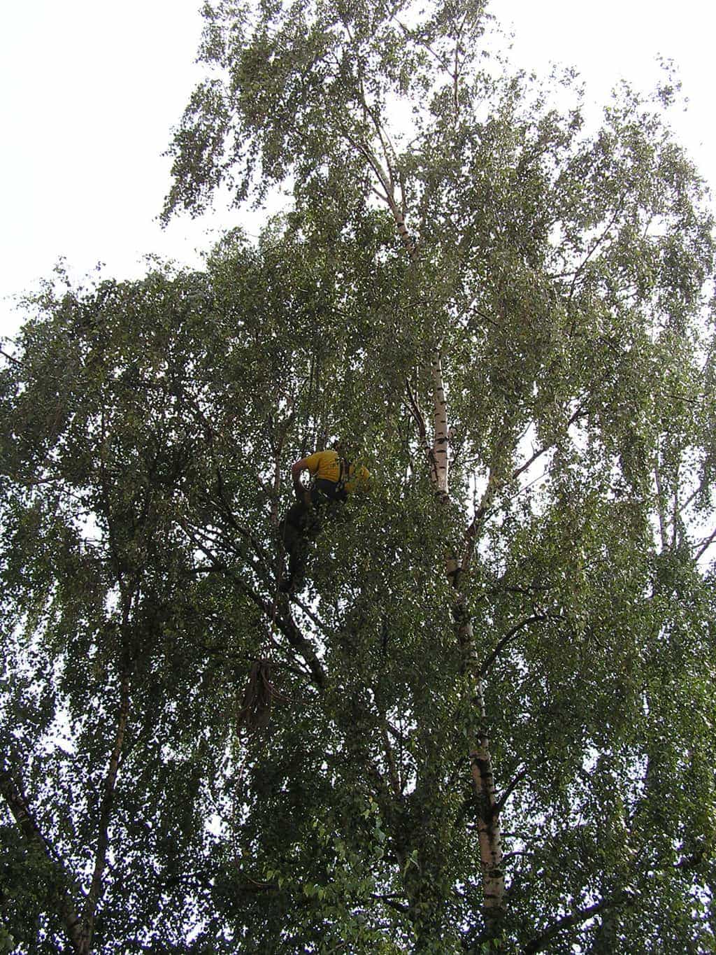 bomen rooien/eindhoven/P4250137.JPG