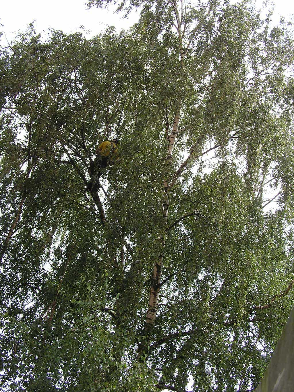 bomen rooien/eindhoven/P4250138.JPG