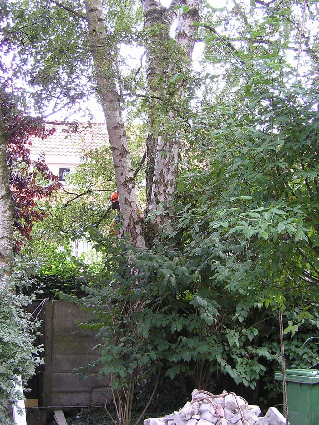 bomen rooien/eindhoven/P4250141.JPG