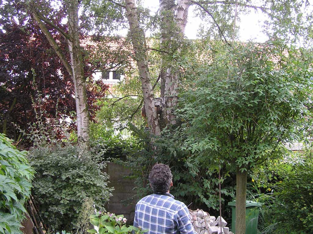 bomen rooien/eindhoven/P4250142.JPG