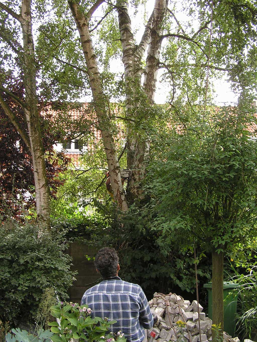 bomen rooien/eindhoven/P4250143.JPG