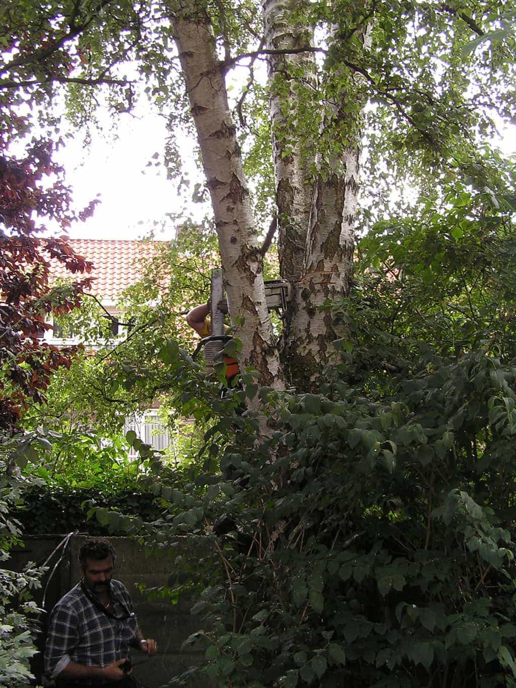 bomen rooien/eindhoven/P4250144.JPG