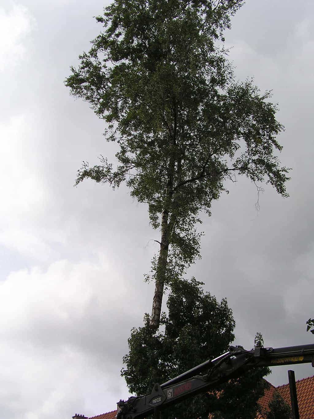 bomen rooien/eindhoven/P4250149.JPG