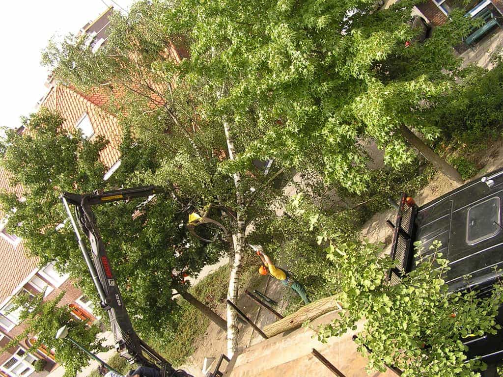 bomen rooien/eindhoven/P4250153.JPG