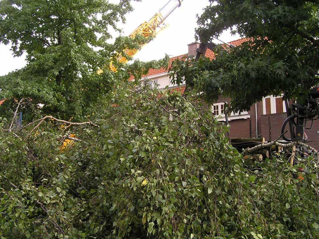bomen rooien/eindhoven/P4250156.JPG