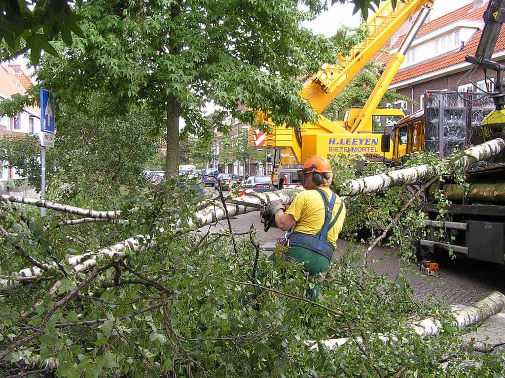 bomen rooien/eindhoven/P4250157.JPG