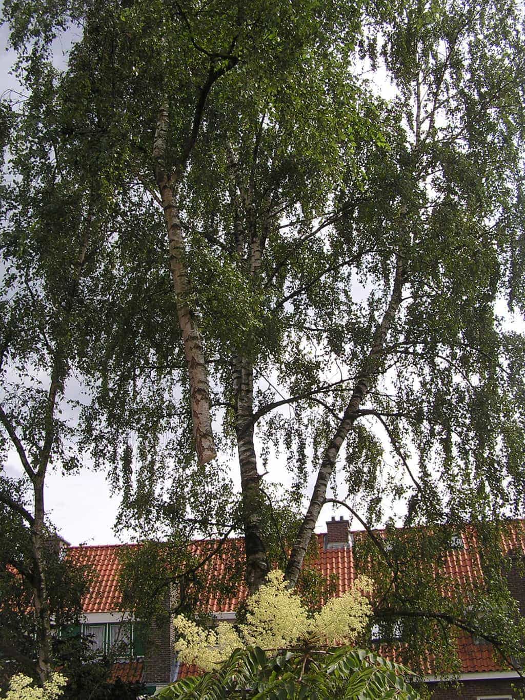 bomen rooien/eindhoven/P4250163.JPG