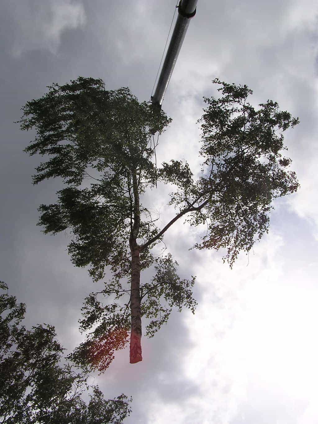 bomen rooien/eindhoven/P4250164.JPG