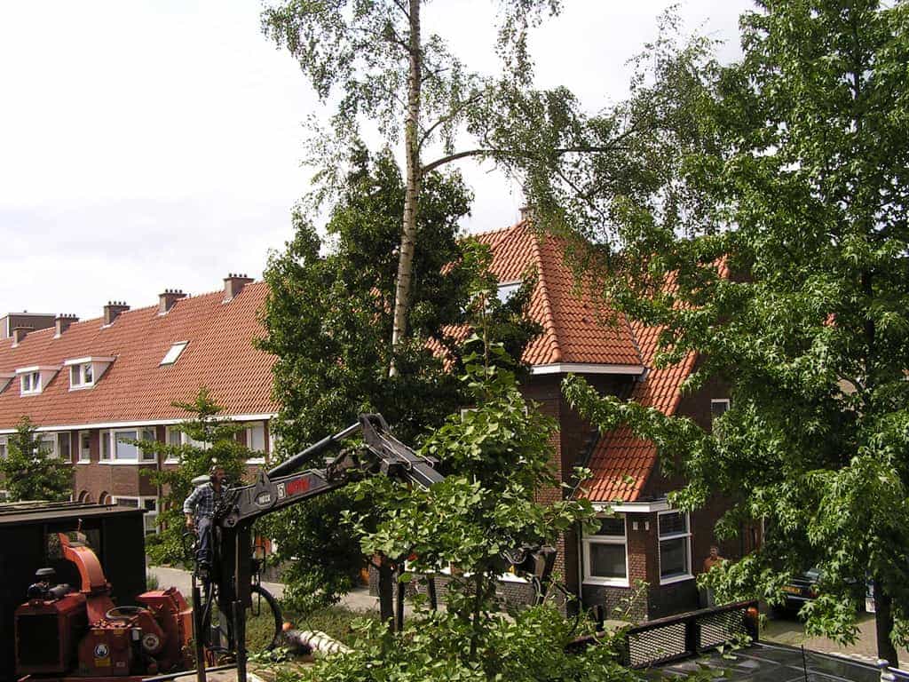 bomen rooien/eindhoven/P4250167.JPG