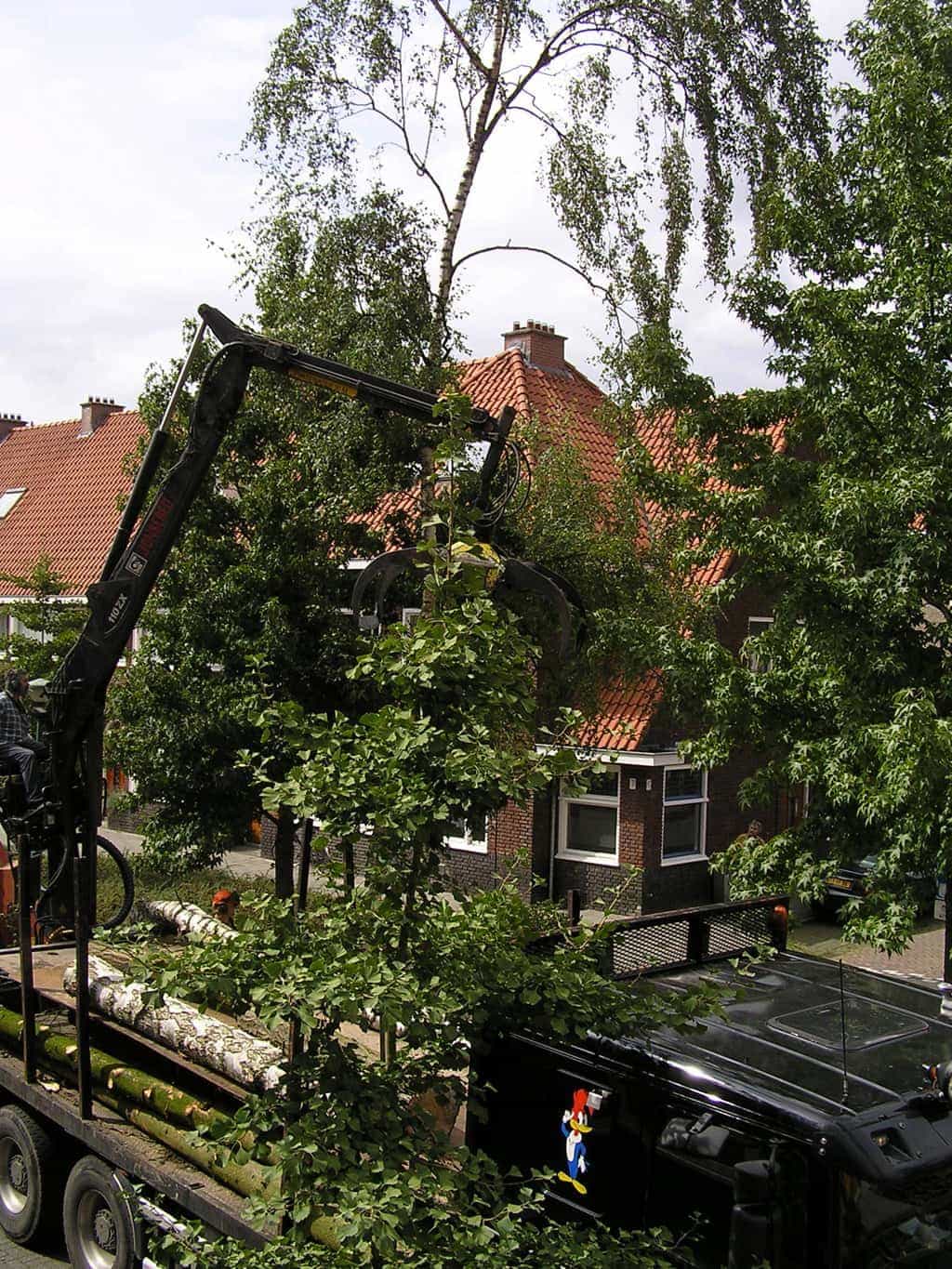 bomen rooien/eindhoven/P4250168.JPG
