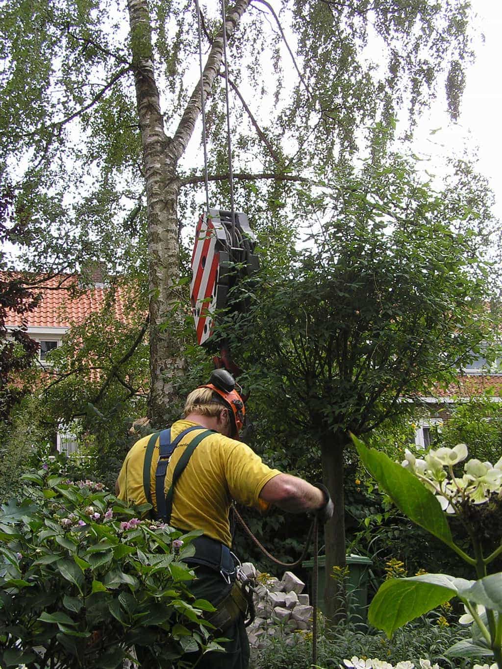 bomen rooien/eindhoven/P4250170.JPG