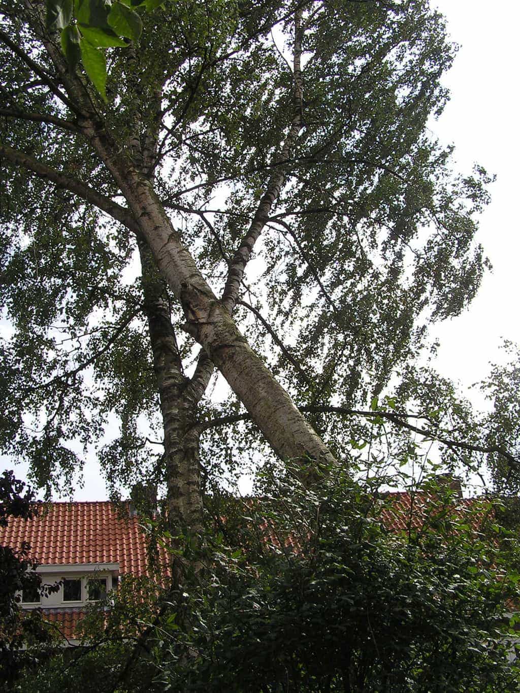 bomen rooien/eindhoven/P4250175.JPG