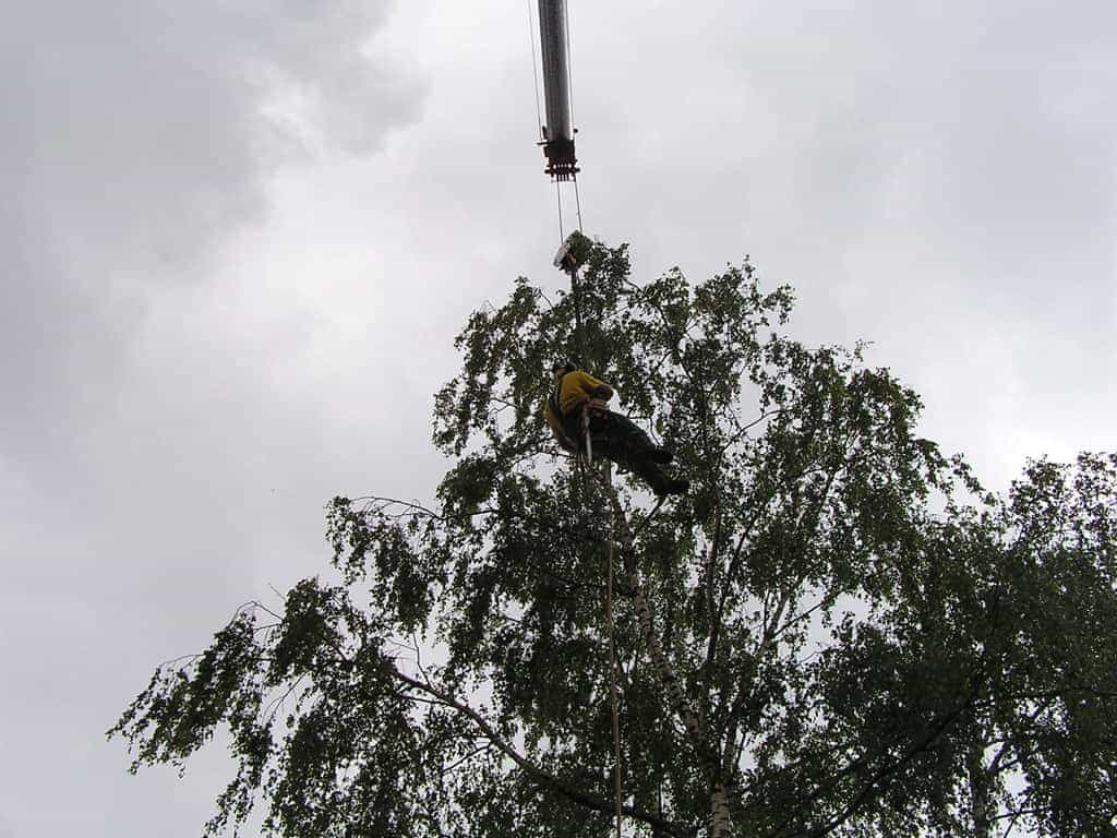 bomen rooien/eindhoven/P4250180.JPG