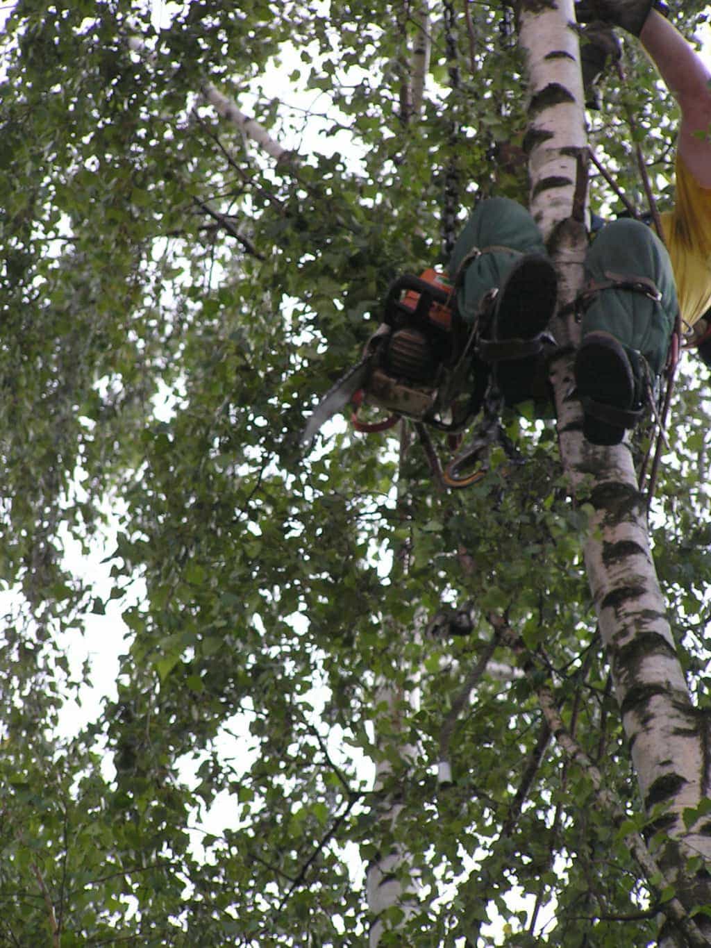bomen rooien/eindhoven/P4250182.JPG