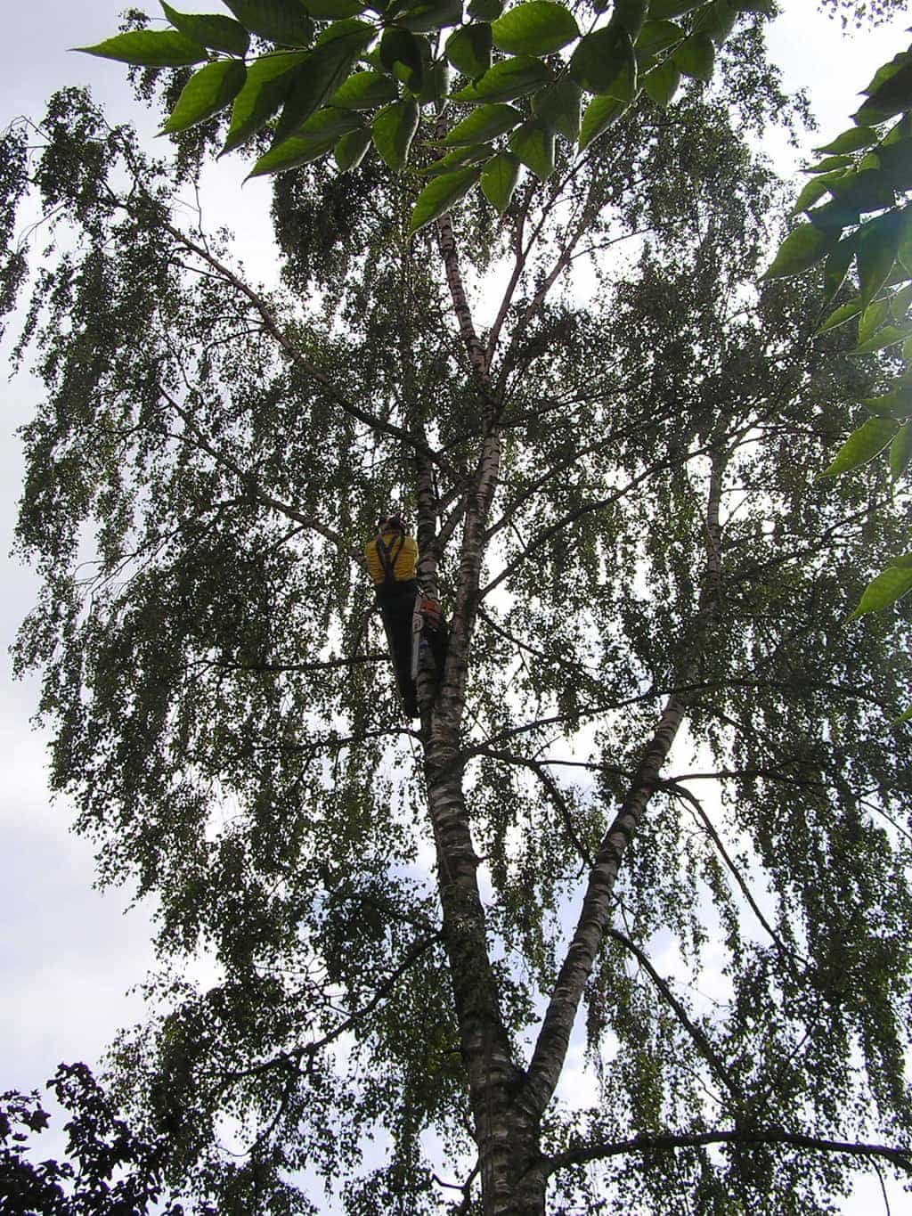 bomen rooien/eindhoven/P4250183.JPG