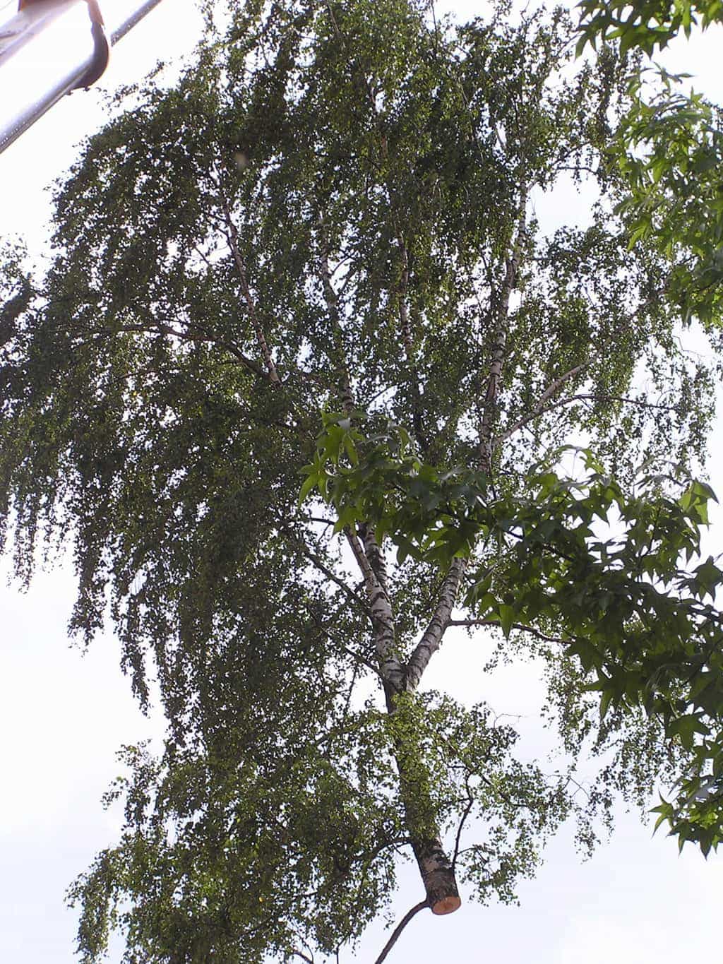 bomen rooien/eindhoven/P4250186.JPG
