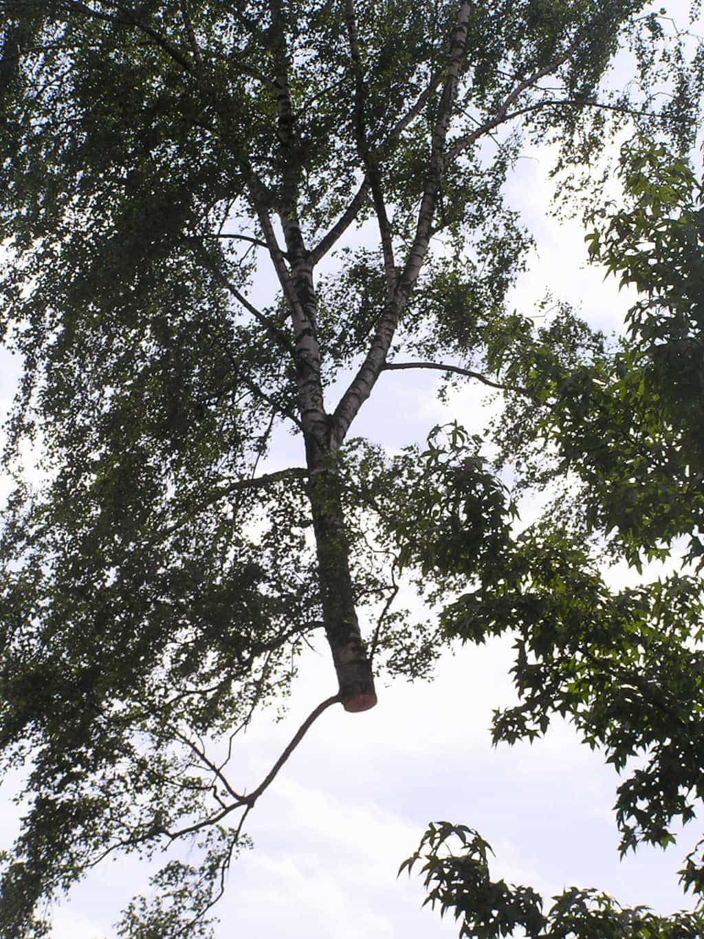 bomen rooien/eindhoven/P4250187.JPG