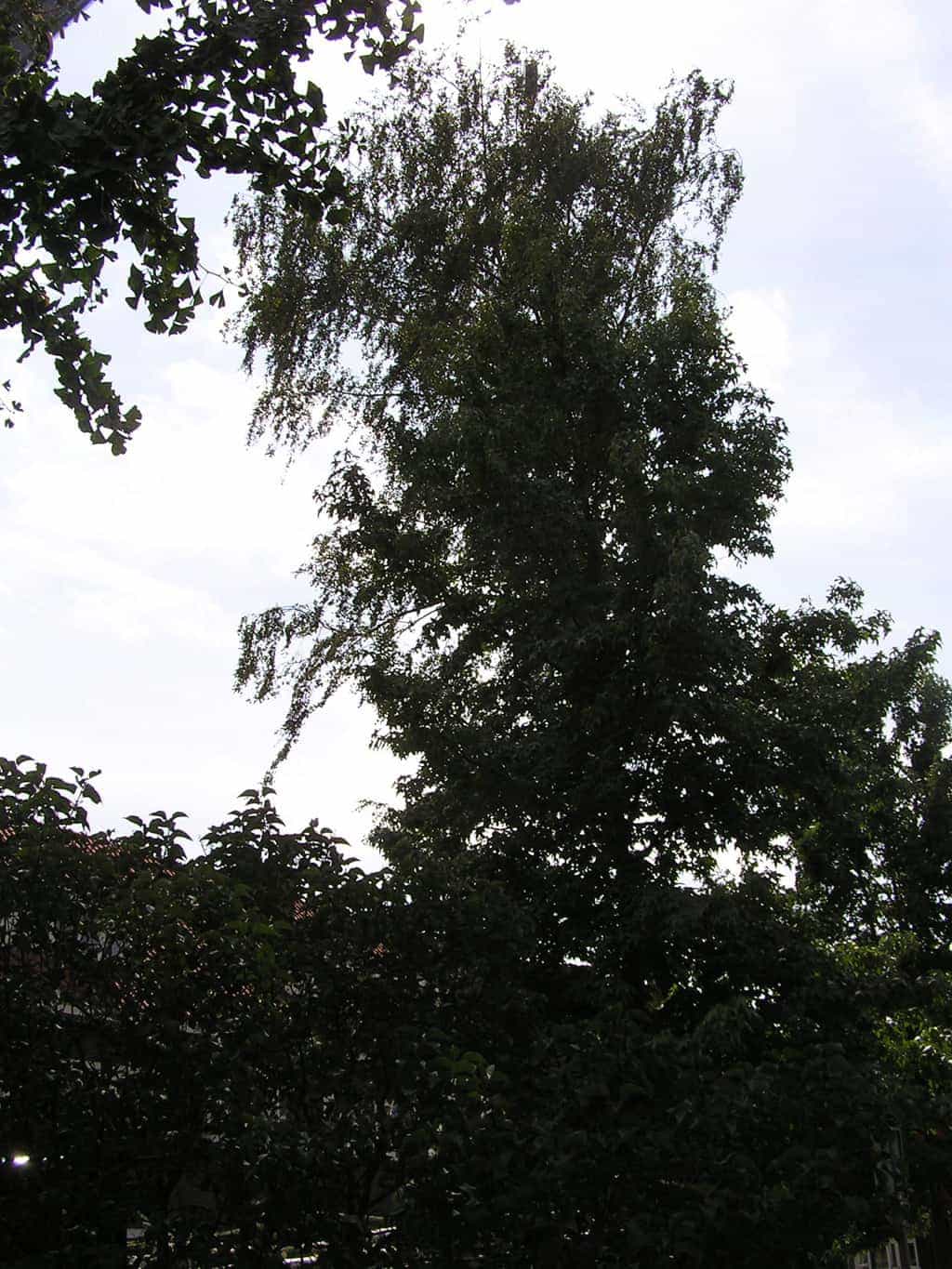 bomen rooien/eindhoven/P4250188.JPG