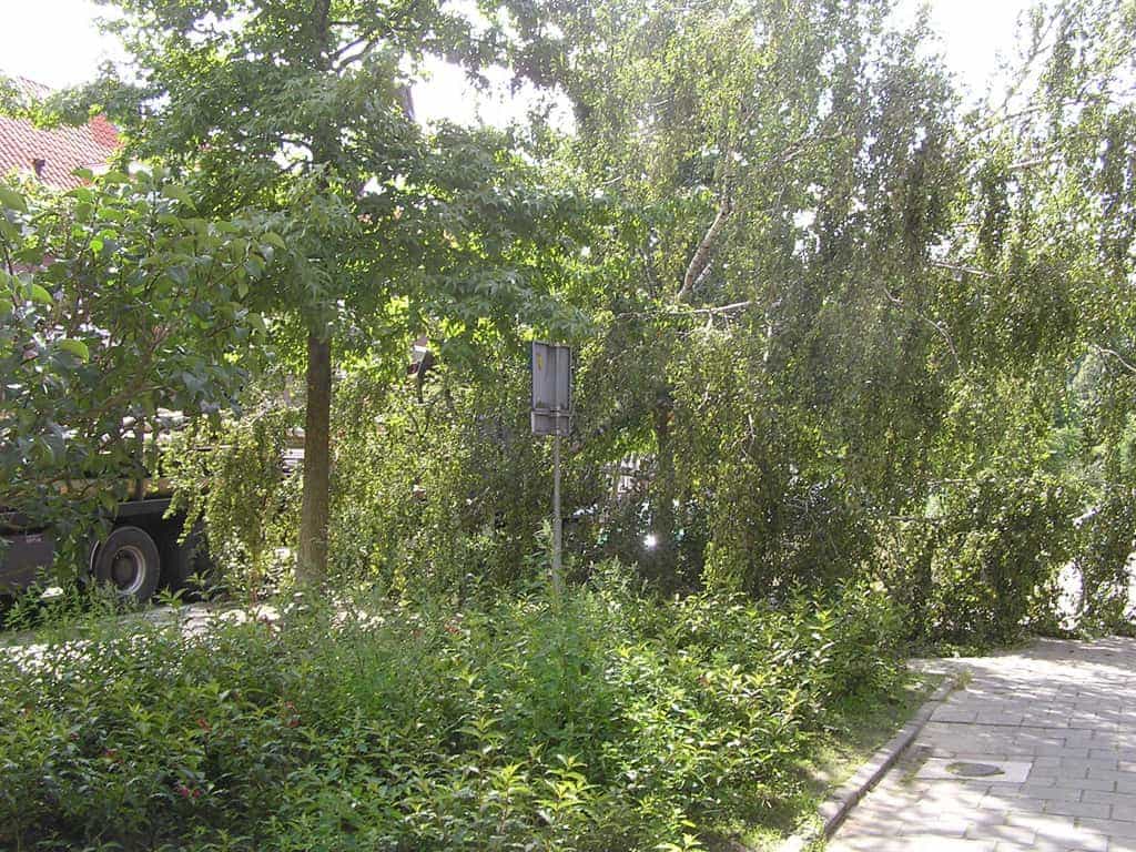 bomen rooien/eindhoven/P4250189.JPG