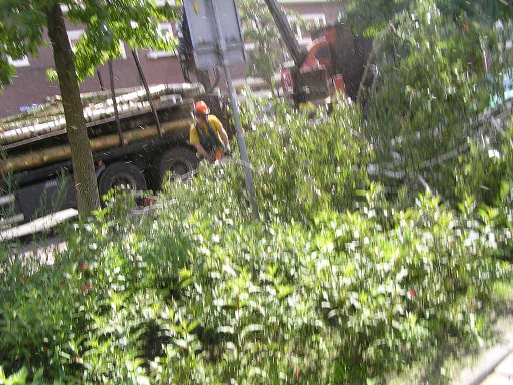 bomen rooien/eindhoven/P4250190.JPG