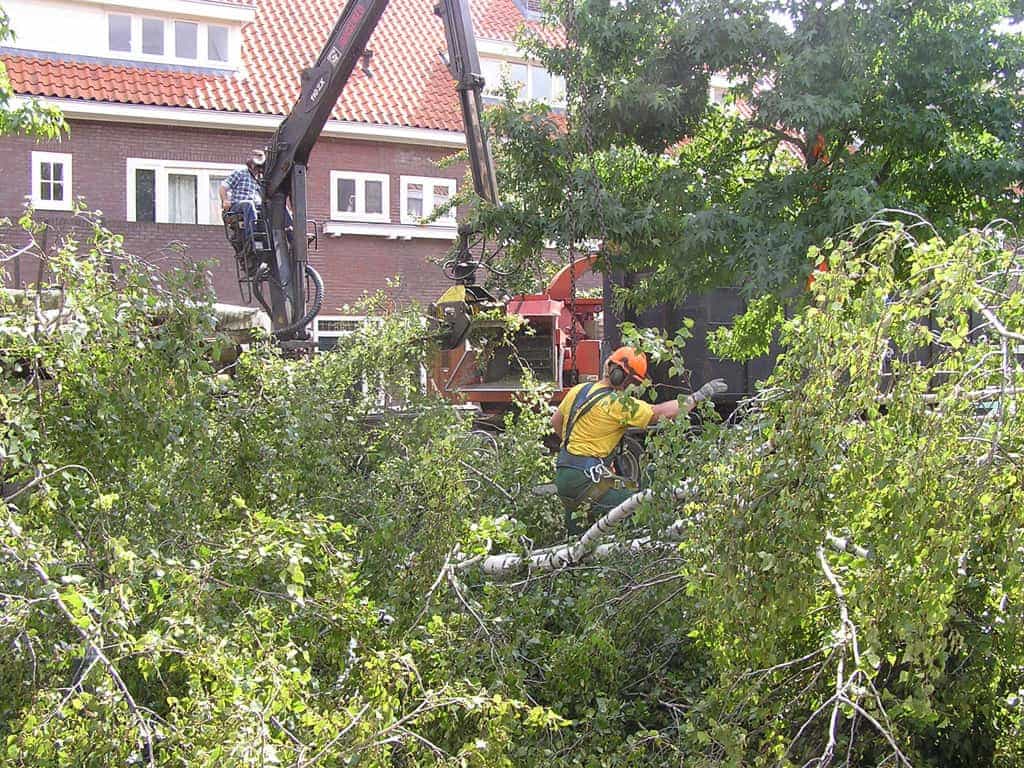 bomen rooien/eindhoven/P4250191.JPG