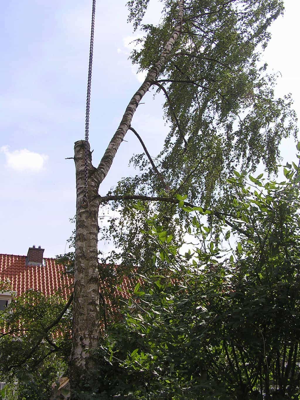 bomen rooien/eindhoven/P4250192.JPG