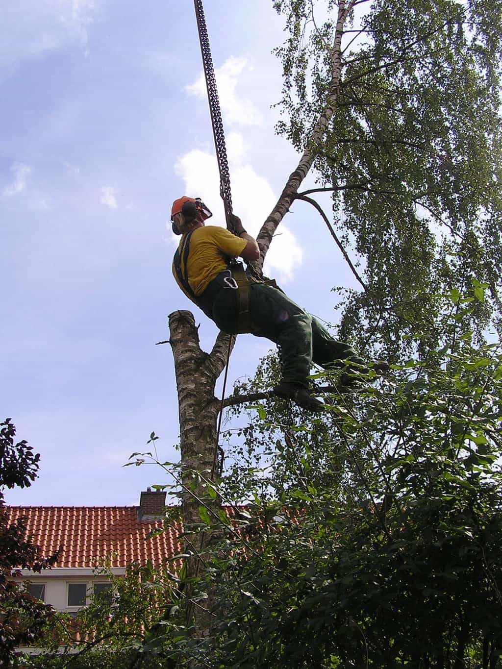 bomen rooien/eindhoven/P4250193.JPG