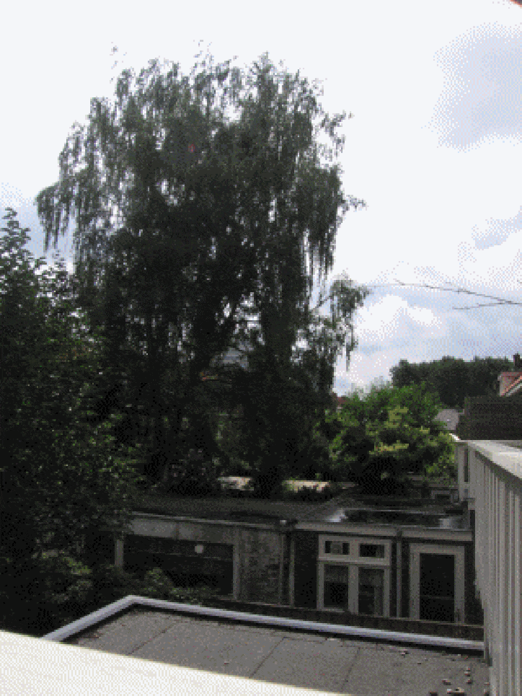 bomen rooien/eindhoven/dagboom2.GIF