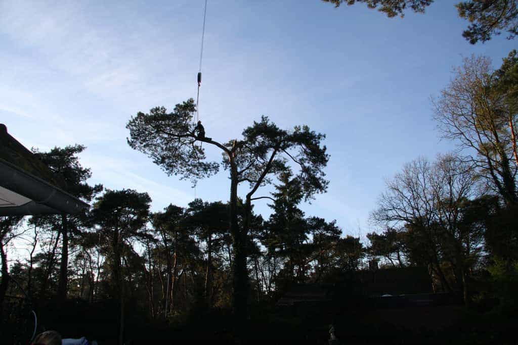 bomen rooien/hoekstra/Afbeelding 004